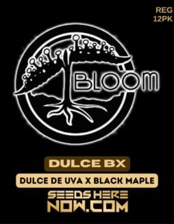 Bloom Seed Co. - Dulce BX {REG} [12pk]Bloom Dulce BX