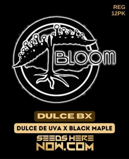 Bloom Dulce Bx