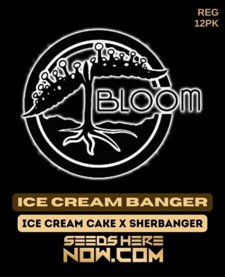 Bloom Ice Cream Banger