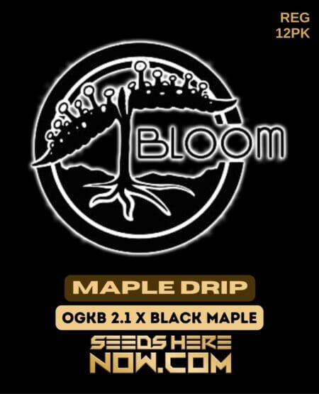 Bloom Maple Drip