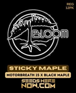 Sticky Maple (Regular) (space) Bloom Seed Co.
