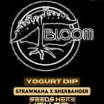 Yogurt Dip (Regular) - Bloom Seed Co.