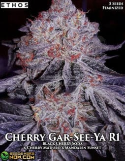 Ethos Genetics - Cherry Gar-See-Ya R1 {FEM} [5pk]Cherry Gar-See-Ya R1
