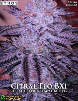 Ethos Genetics - Citral Flo BX1 {REG} [8pk]Citral Flo BX1