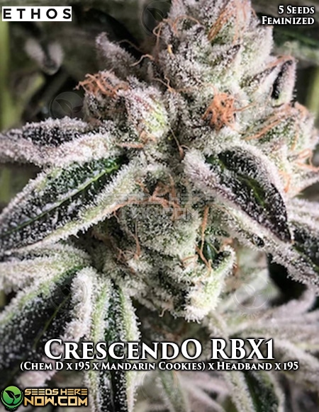 Ethos Genetics - Crescendo Rbx1