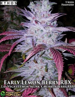 Ethos Genetics - Early Lemon Berry RBX {FEM} [5pk]Early Lemon Berry RBX