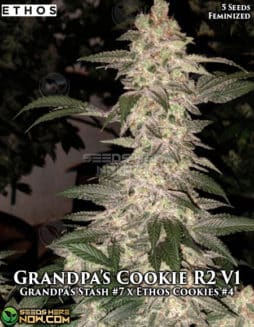 Ethos Genetics - Grandpa's Cookies R2 V1 {FEM} [5pk]Grandpa's Cookies R2 V1