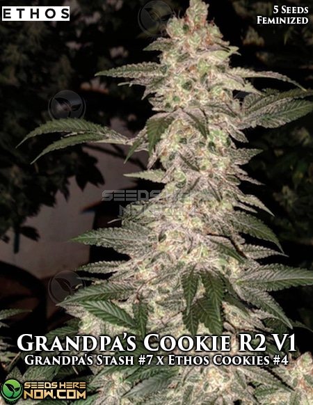 - Ethos Genetics - Grandpa'S Cookies R2 V1 {Fem} [5Pk]