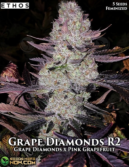 - Ethos Genetics - Grape Diamonds R2 {Fem} [5Pk]