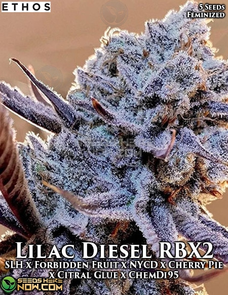 Lilac Diesel Rbx2