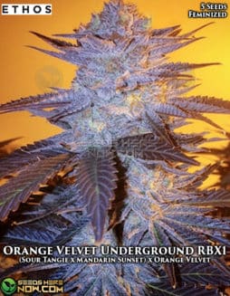 Ethos Genetics - Orange Velvet Underground RBX1 {FEM} [5pk]