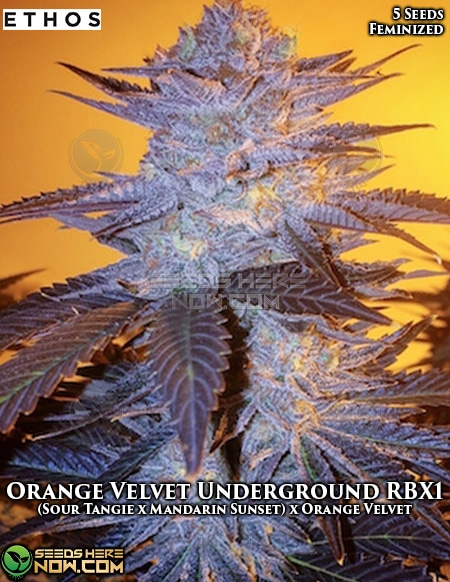 - Ethos Genetics - Orange Velvet Underground Rbx1 {Fem} [5Pk]