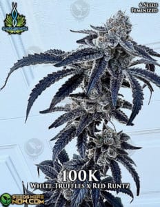 100k (feminized) - exotic genetix