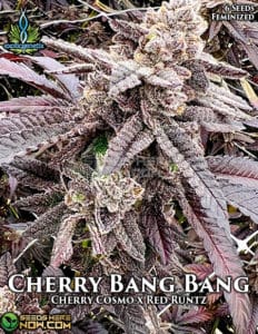 Cherry bang bang (feminized) - exotic genetix