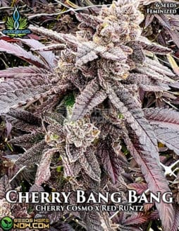 Exotic Genetix - Cherry Bang Bang {FEM} [6pk]
