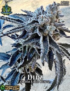 Dipz (feminized) - exotic genetix