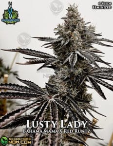 Lusty Lady (feminized) - Exotic Genetix