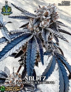 Splitz (feminized) - Exotic Genetix