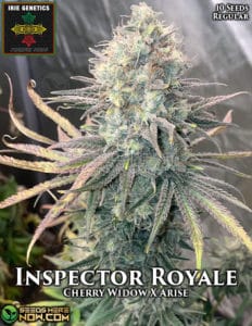 Inspector Royale (Regular) - Irie Genetics