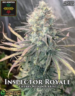 Irie Genetics - Inspector Royale {REG} [10pk]inspector royale