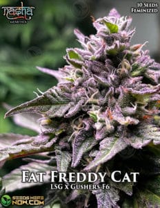 Fat Freddy Cat (feminized) - Nasha Genetics