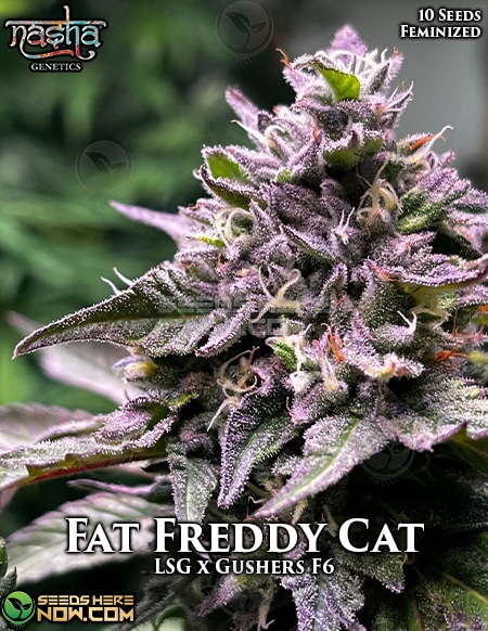 - Nasha Genetics - Fat Freddy Cat {Fem} [10Pk]