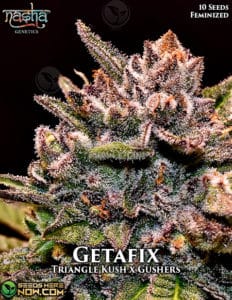 Getafix (feminized) - Nasha Genetics
