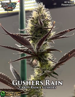 Nasha Genetics - Gushers Rain {FEM} [10pk]