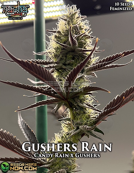 - Nasha Genetics - Gushers Rain {Fem} [10Pk]