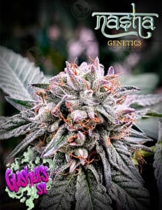 Gushers S1 (feminized) - Nasha Genetics