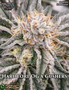 Hardcore Og X Gushers (feminized) - Nasha Genetics