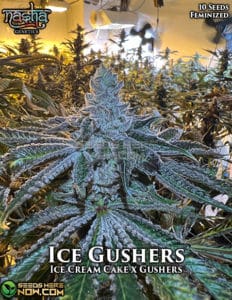 Ice Gushers (feminized) - Nasha Genetics