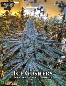 Nasha Genetics - Ice Gushers {FEM} [10pk]