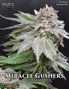 Miracle Gushers (feminized) - Nasha Genetics