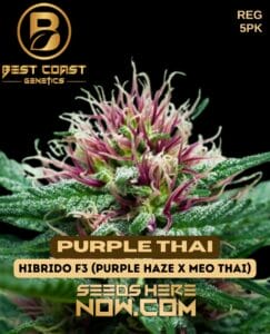 Purple Thai (regular) - Best Coast Genetics