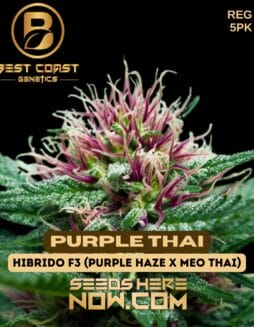 Best Coast Genetics - Purple Thai {REG} [5pk]Best Coast Genetics - Purple Thai {reg} [5pk]