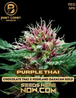 Best Coast Genetics - Purple Thai {REG} [5pk]Best Coast Purple Thai