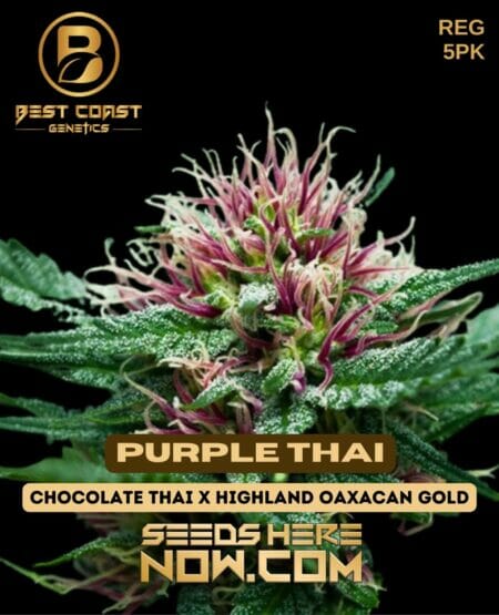 Best Coast Purple Thai