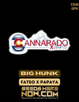 Cannarado Genetics - Big Hunk {FEM} [6pk]Cannarado Big Hunk