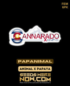 Papanimal (feminized) - Cannarado Genetics