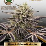 Black Biscuit (Autoflower) - Automatically Delicious