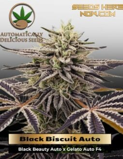 Black Biscuit (Autoflower) (space) Automatically Delicious