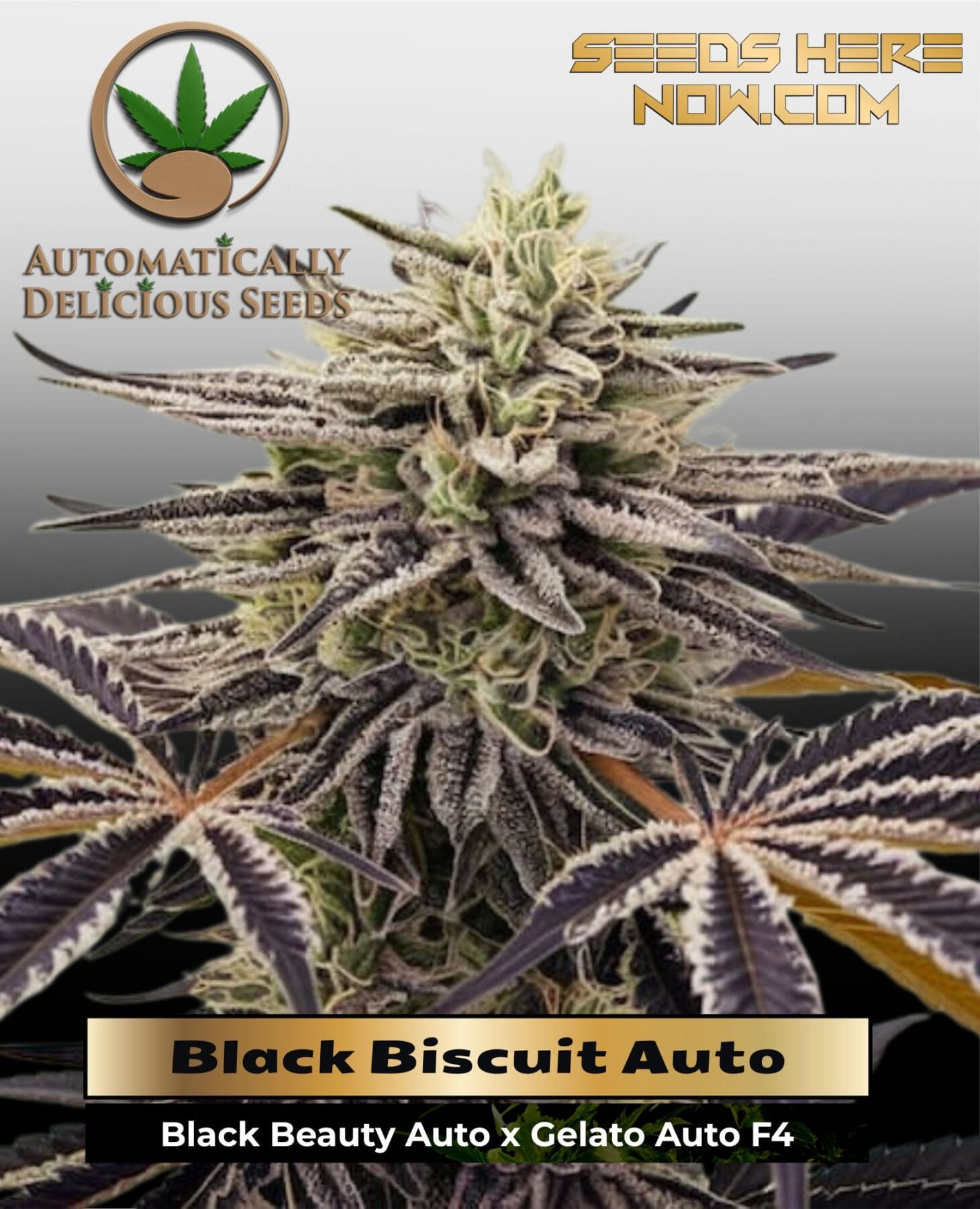 Black Biscuit (Autoflower) - Automatically Delicious