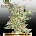 Strawberry Gelato (Autoflower) - Automatically Delicious