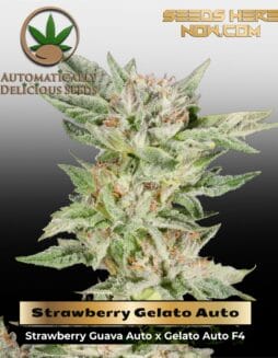 Strawberry Gelato Auto (Autoflower) (space) Automatically Delicious