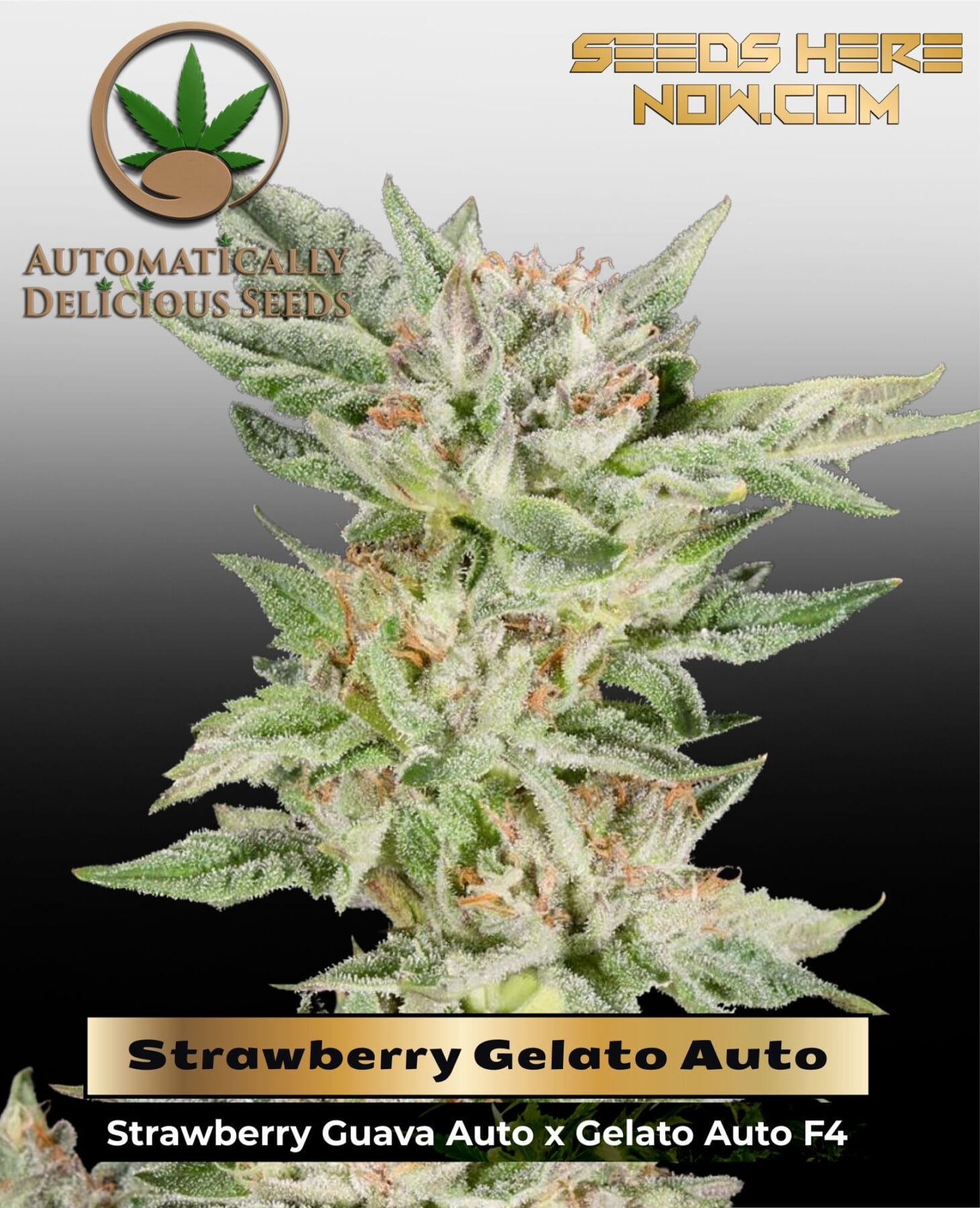 Strawberry Gelato Auto (Autoflower) - Automatically Delicious