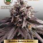 Bubba Gelato (Autoflower) - Automatically Delicious