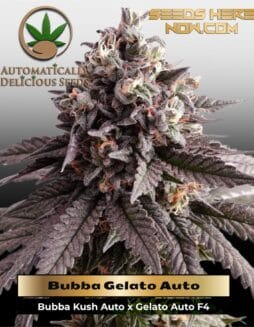Bubba Gelato Auto (Autoflower) (space) Automatically Delicious