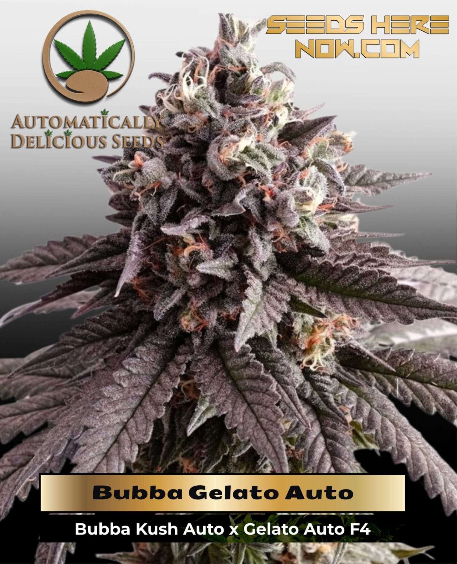 Bubba Gelato Auto (Autoflower) - Automatically Delicious