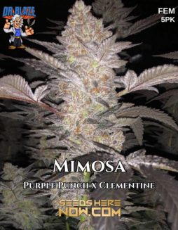 Dr. Blaze - Mimosa {FEM} [5pk]Plant photo info card
